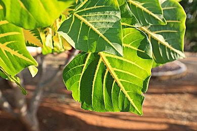 沙盒MMO游戏《泰坦之路》Beta测试现已上线 宣传片公布